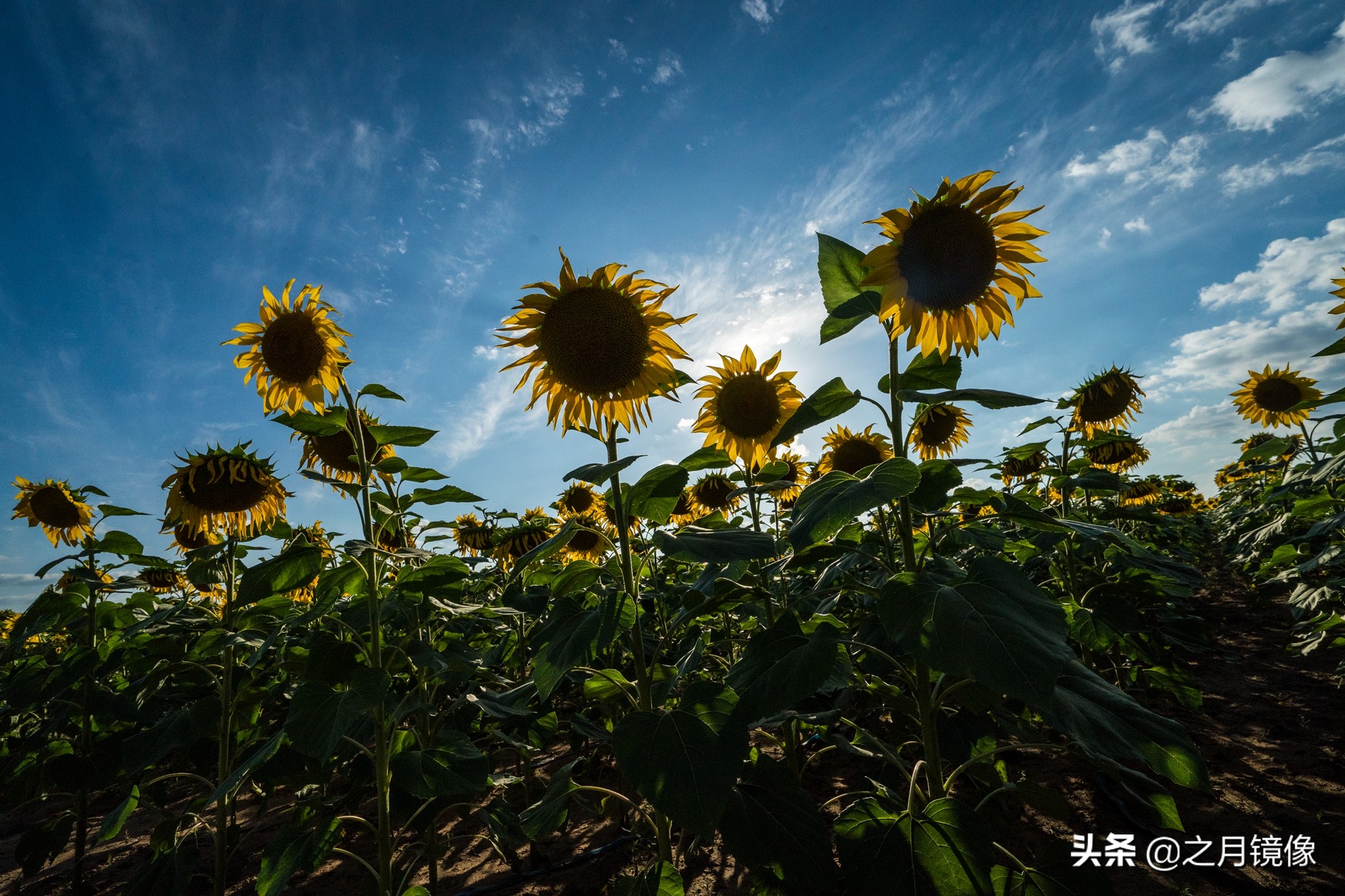 闈栬竟澶ф紶,闈栬竟澶ф紶椋庡厜