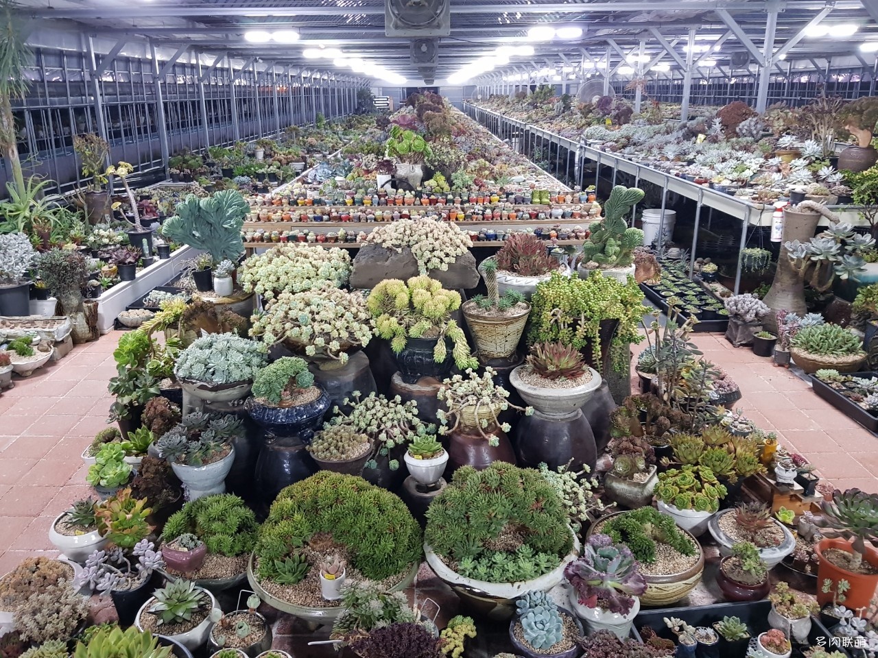 韩国大棚多肉,肉叔带你走遍韩国多肉大棚