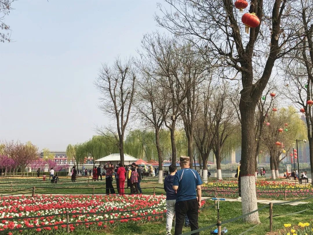 郁金香花海太美了,咸阳湖畔郁金香花海