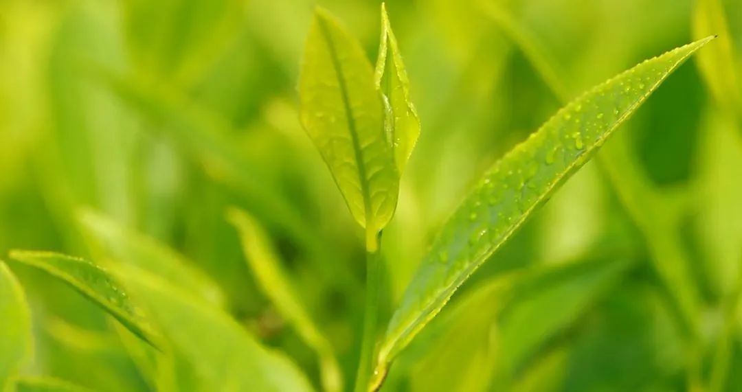 一定要记住在春天可以常喝些春茶,冬天喝春茶有什么好处