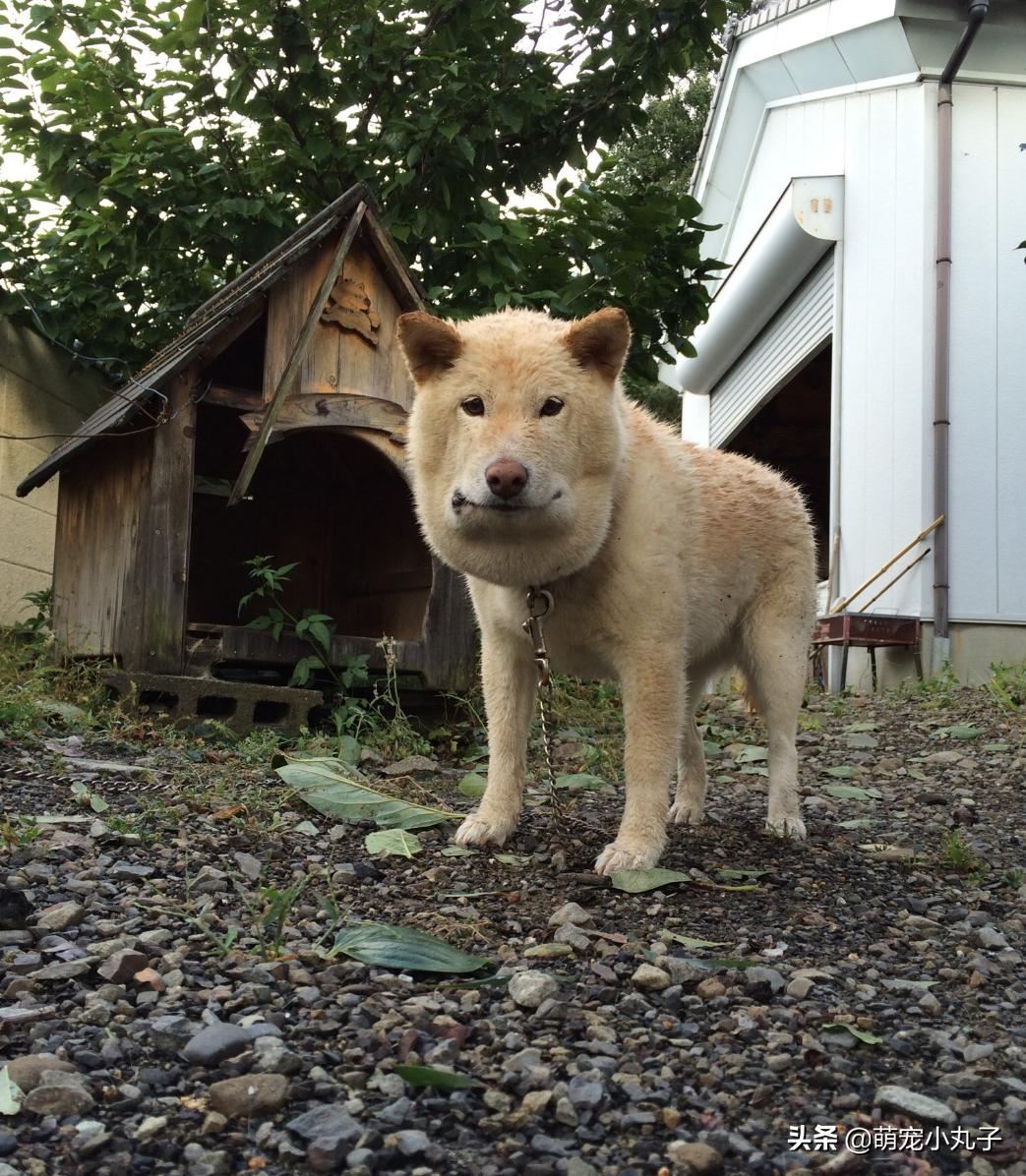 狗狗不小心被蝮蛇咬了，脸肿成包子，网友一看照片全笑歪