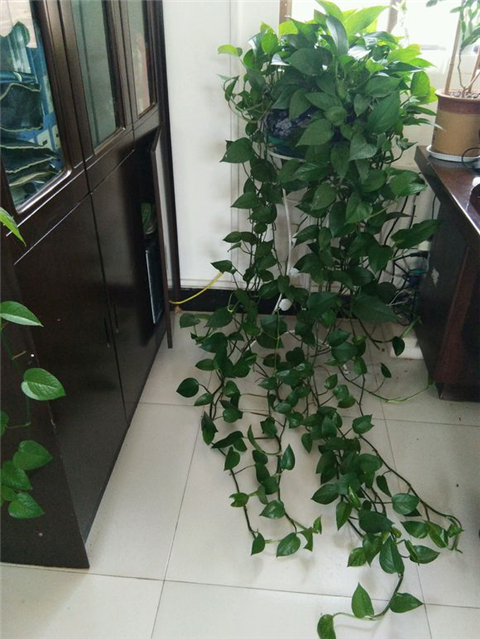 养绿萝学好这3招爆盆快长势猛,绿萝这么养不烂根不黄叶爆长新叶