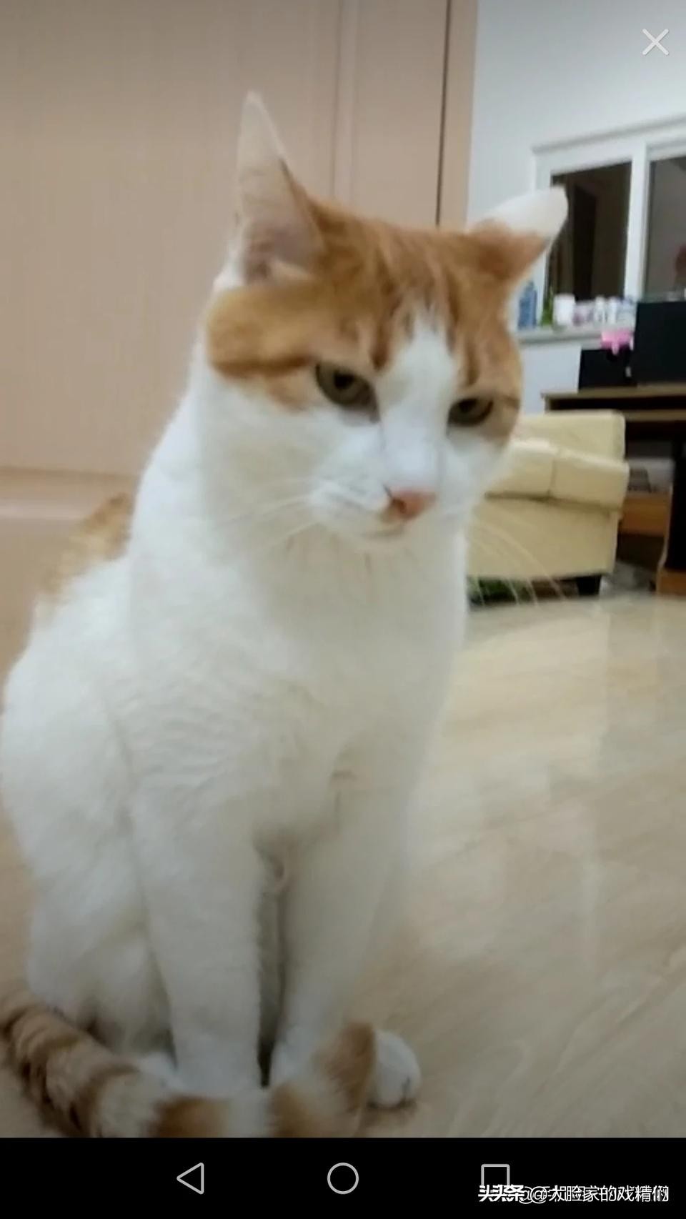 你这样的白橘猫，叫我怎能不爱？