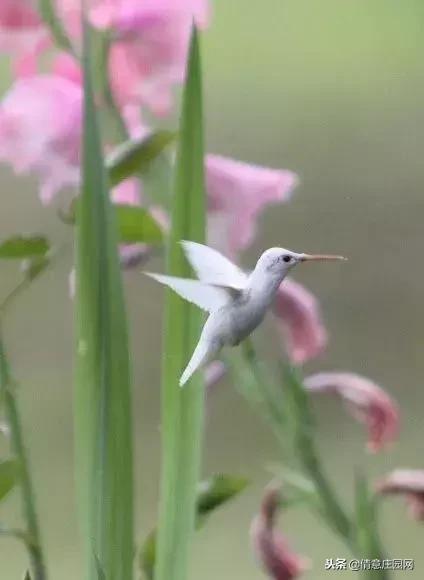 一只会听人话的小鸟,小鸟戴帽子变脸