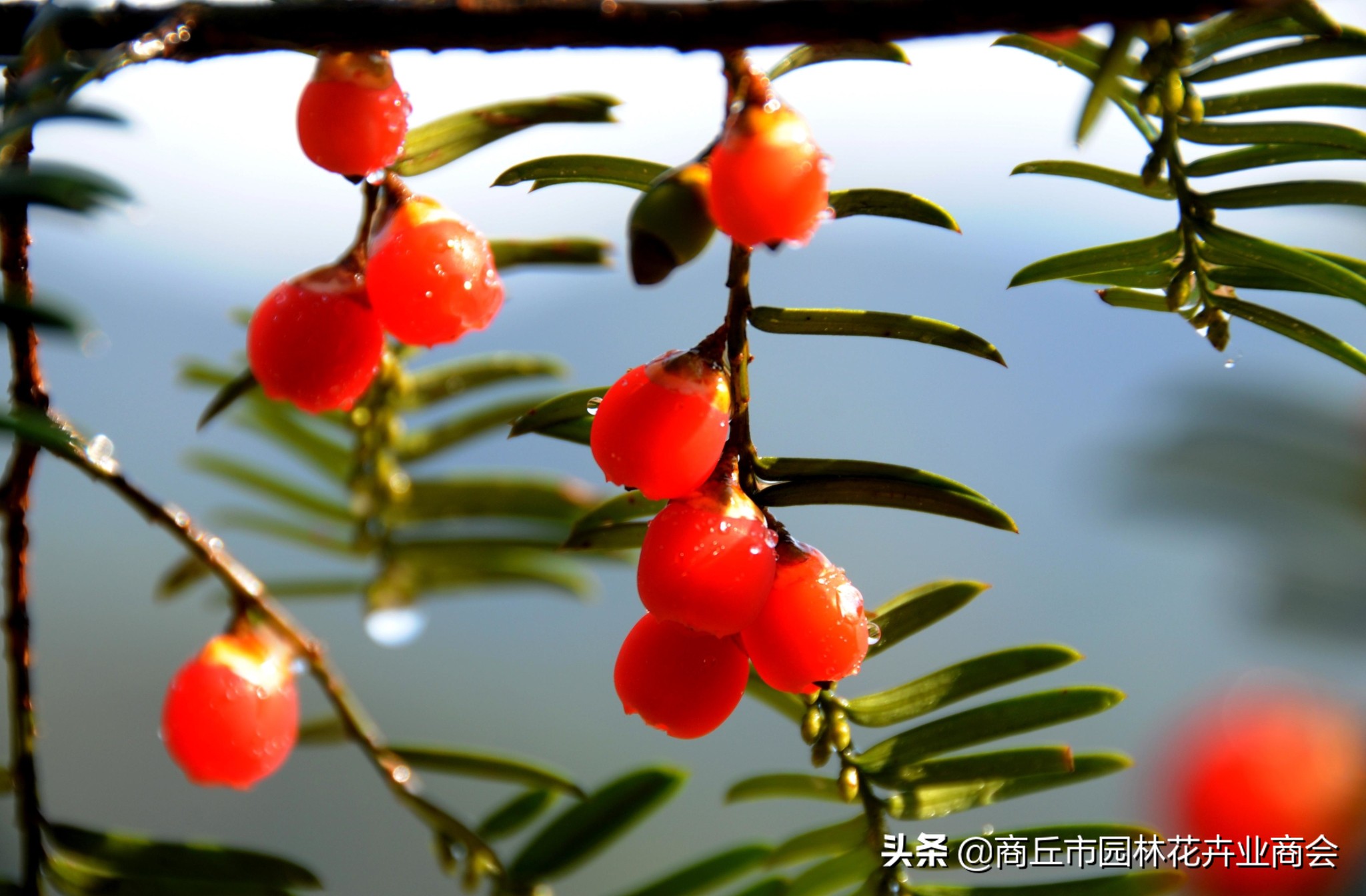 红豆杉叶子发黄是什么原因引起的,红豆杉叶子发黄了怎么回事