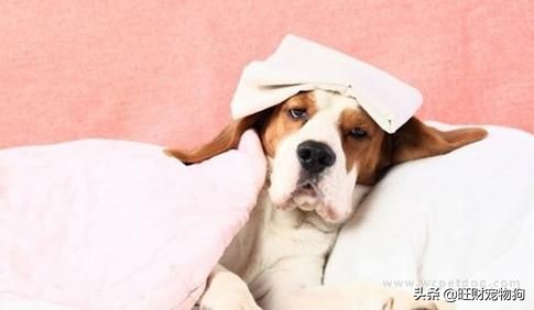 狗抵抗力怎么提高,宠物狗免疫力排行