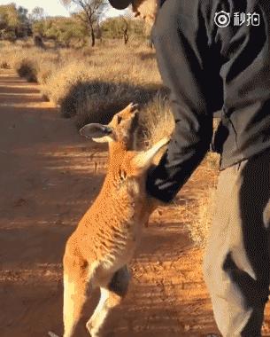 袋鼠和人打架视频,袋鼠为什么喜欢和狗狗打架