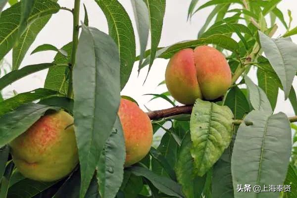 甜甜的恋爱轮到你了吗视频,甜甜的恋爱轮到你了全集