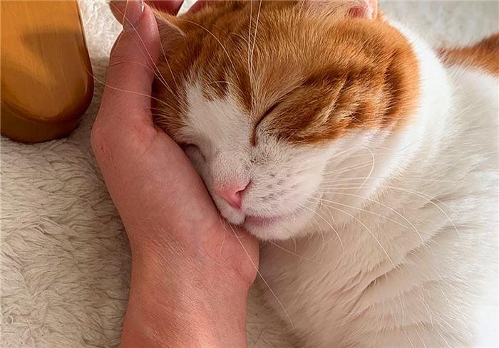 别想叫不醒一只装睡的橘猫 (一只装睡的橘猫)