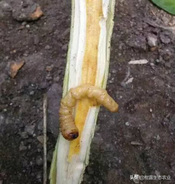 柑橘种植技术及病虫防治,种柑主要病虫害