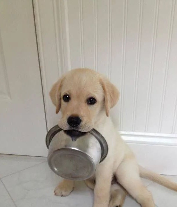 假如人类从地球上消失100年,如果人类突然消失地球会发生什么