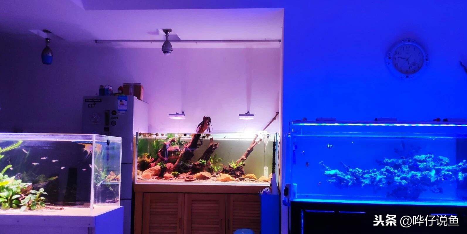 闲置很久的鱼缸怎么处理才能养鱼,闲置鱼缸如何再利用一次