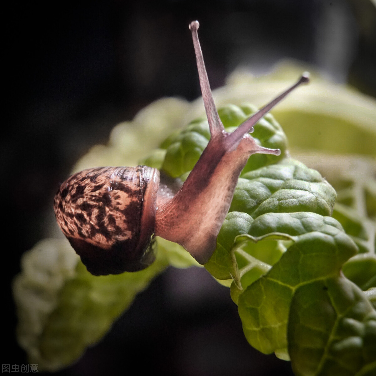 白菜心都被虫子吃了怎么治,白菜被虫子咬怎么治