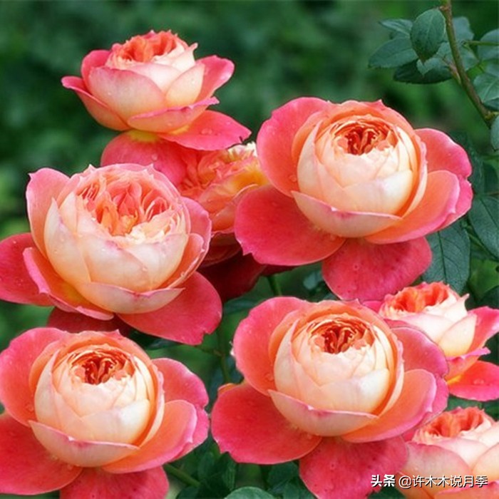 月季不停掉叶子怎么办？教你一招，光杆月季也能重新发芽开花。