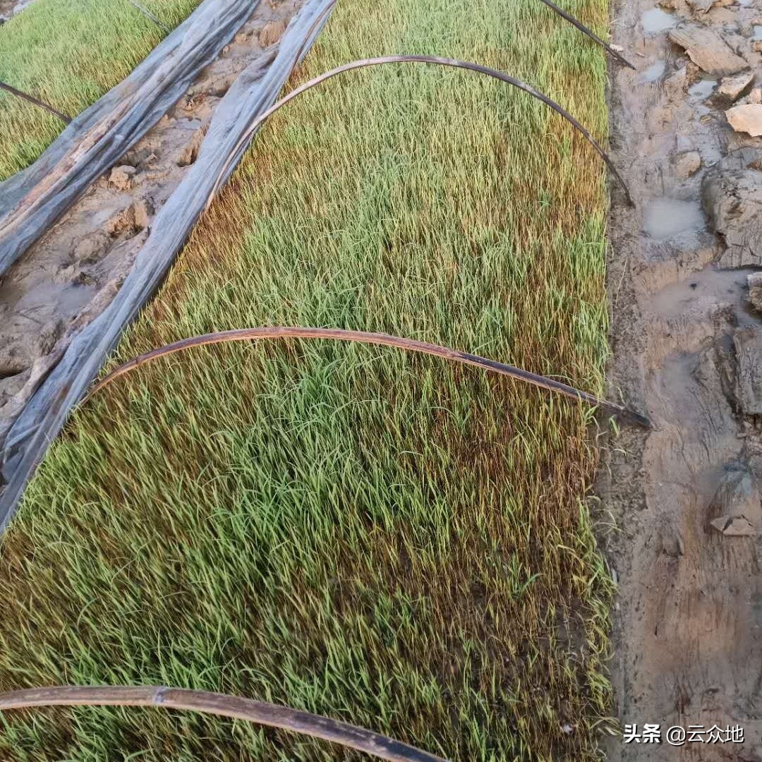 水稻死苗的防治方法,水稻旱育苗期怎么防止死苗