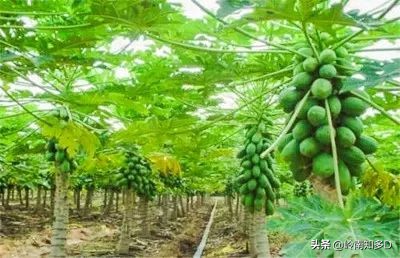 木瓜的学名还有哪些,木瓜科普知识