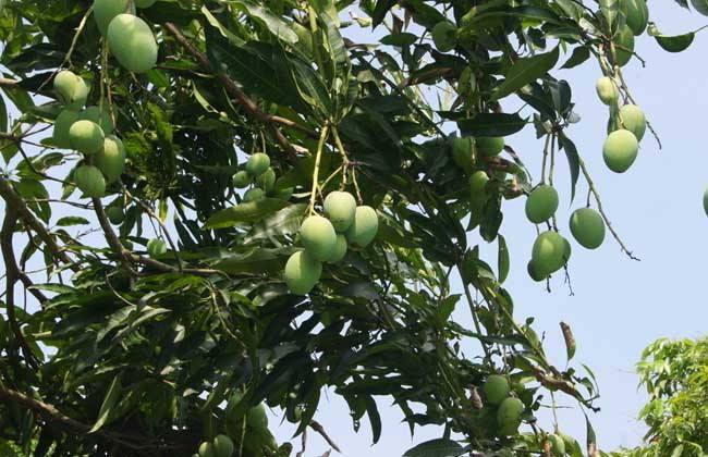 芒果核种出芒果树完整版,芒果核盆栽几年结果