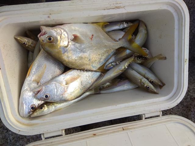 分享最实用海钓沉底钓组,分享矶钓竿滑漂钓法