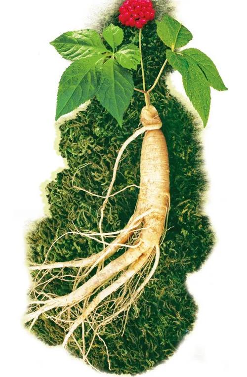 你知道东北有哪三宝吗,你听说过四大门派吗