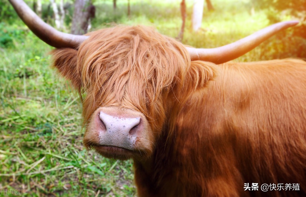 肉牛不喂精料怎么办,肉牛不爱吃食怎么办