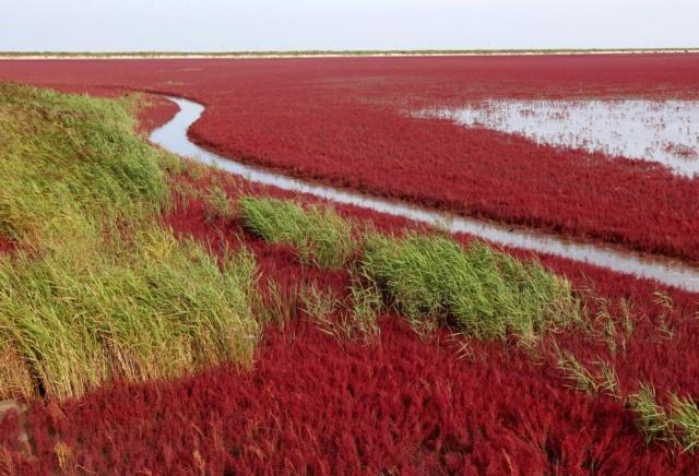 翅碱蓬为什么秋季变红,翅碱蓬退化