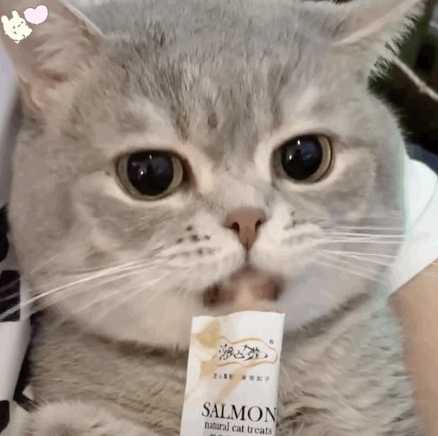 猫猫胆子很小怕老鼠怎么办,猫猫胆子特别小要绝育怎么办