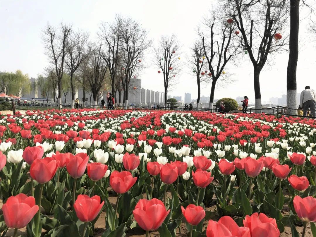 郁金香花海太美了,咸阳湖畔郁金香花海