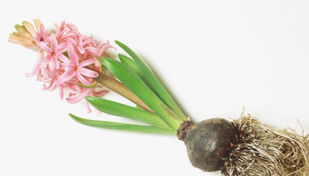 50种鲜切花花语，每个花艺师都要知道