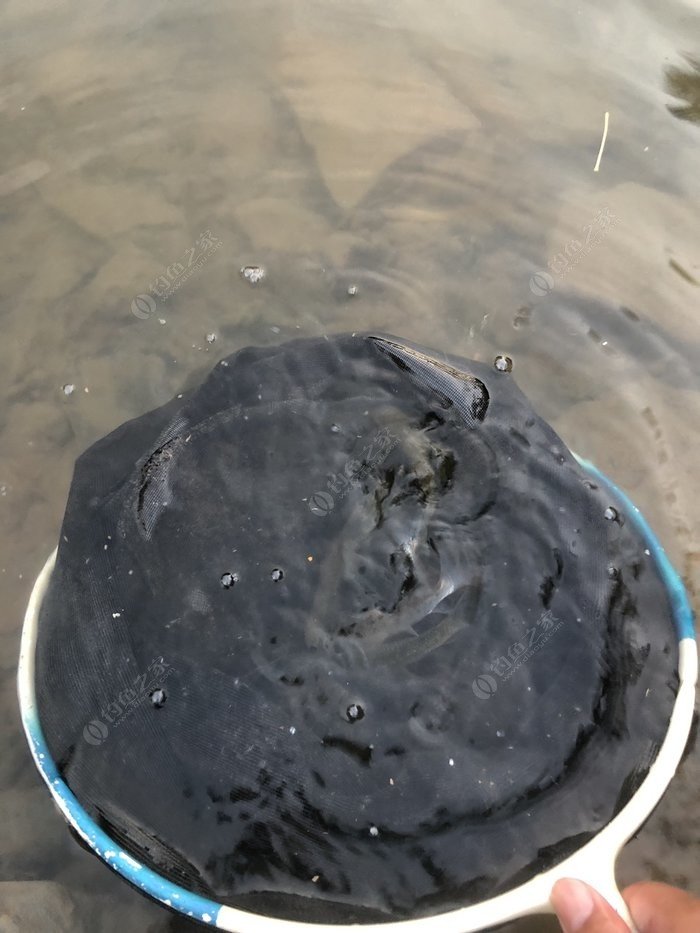 水底小鱼多就会没大鱼,自然水域没鱼情