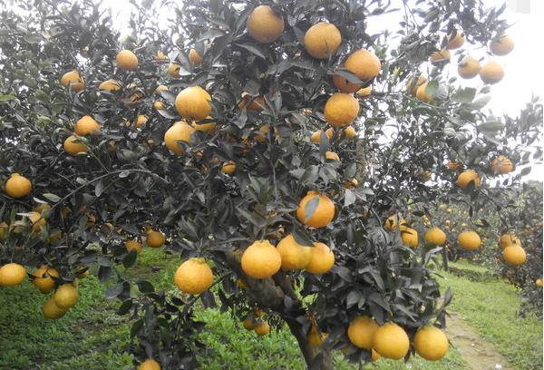 丑橘应该如何种？科学的管理让丑橘味美汁多吃不腻，快来学习