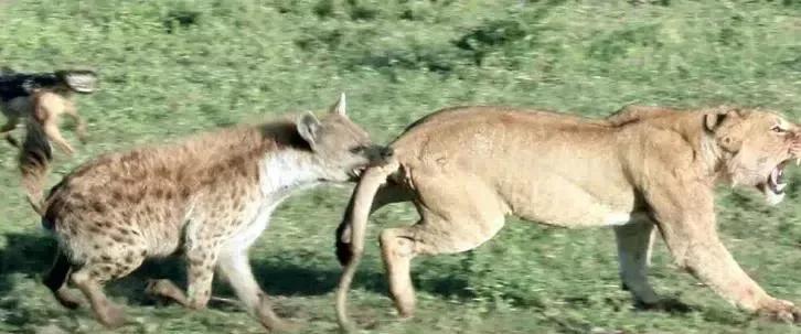 犬科代表非洲野犬，*攻围**狮子，掠夺豹子，暴打鬣狗，成为草原王者
