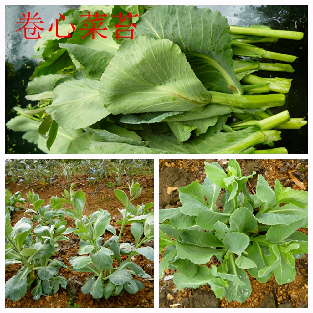甘蓝蔬菜档案介绍,十种蔬菜卷心菜