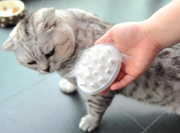 家里猫咪无论怎么样都不听话,家里猫咪现在很少打呼噜了