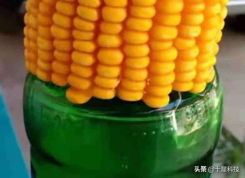 玉米一次性施肥科学吗,玉米怎样施肥科学