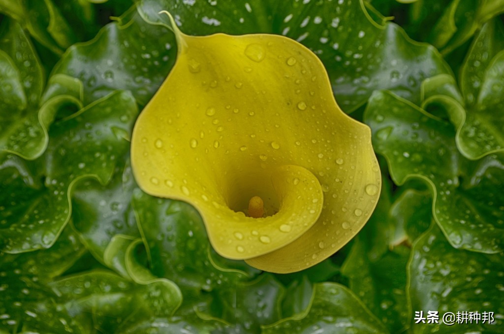 马蹄莲叶子发黄干枯怎么回事,马蹄莲叶子尖发黄怎么办