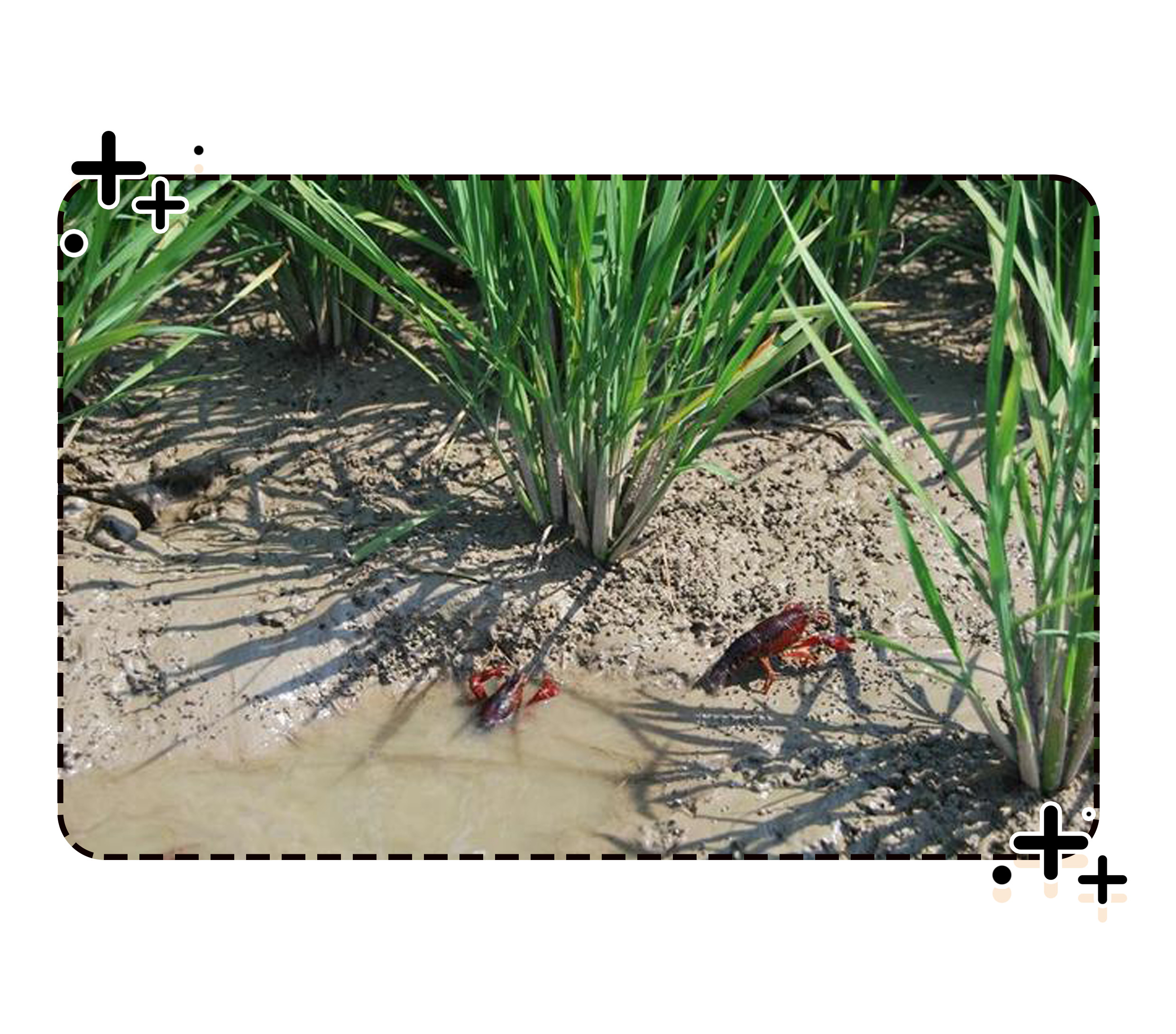 在被摆上餐桌之前,小龙虾也曾让世界人民倍感绝望(菲李漫画)