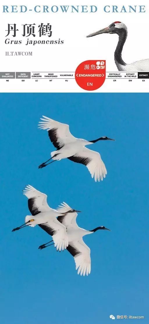 丹顶鹤的忠贞,丹顶鹤浪漫忠贞