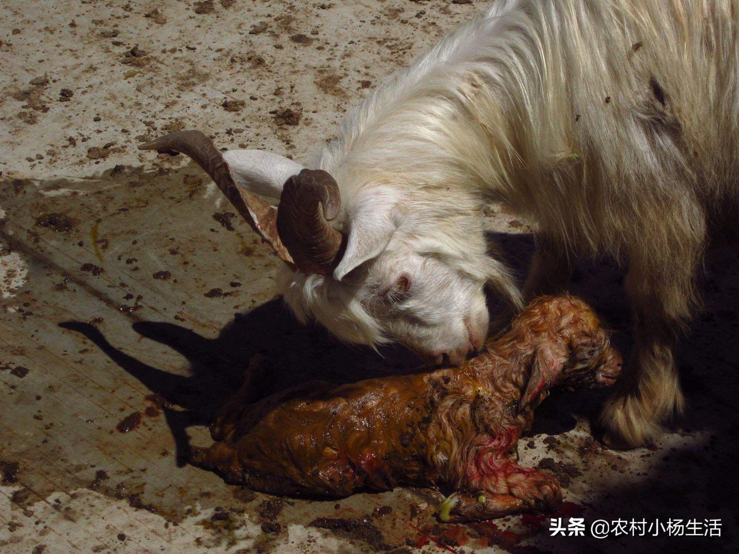 如何接生羔羊,怎样接生羊娃