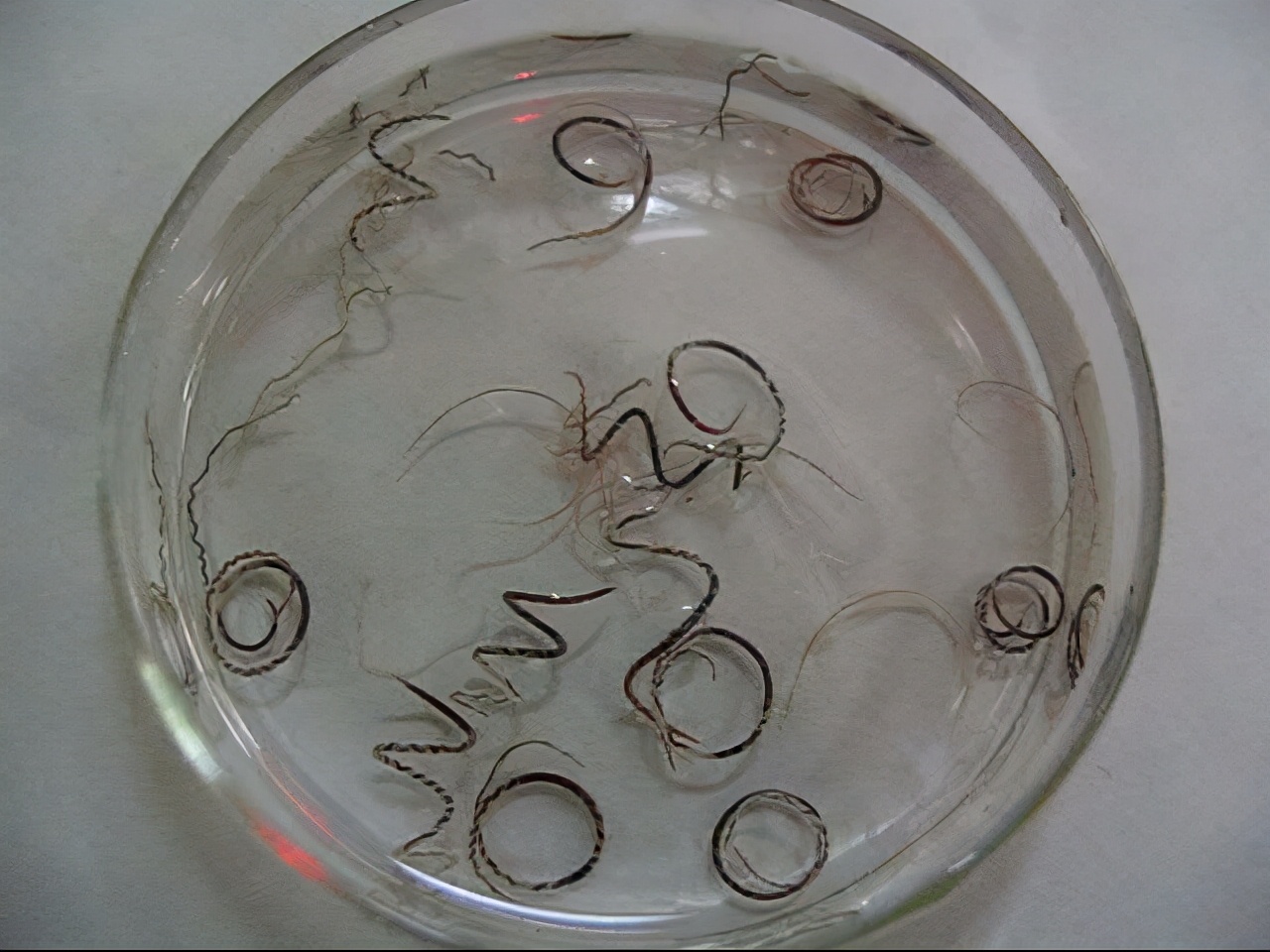 非洲野味入侵全球：在这种巨型蜗牛面前，中国吃货根本拽不起来