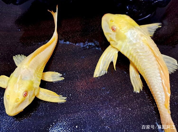 黄金胡子鱼怎么养才能更好的繁殖,黄金胡子鱼怎么养才能养活