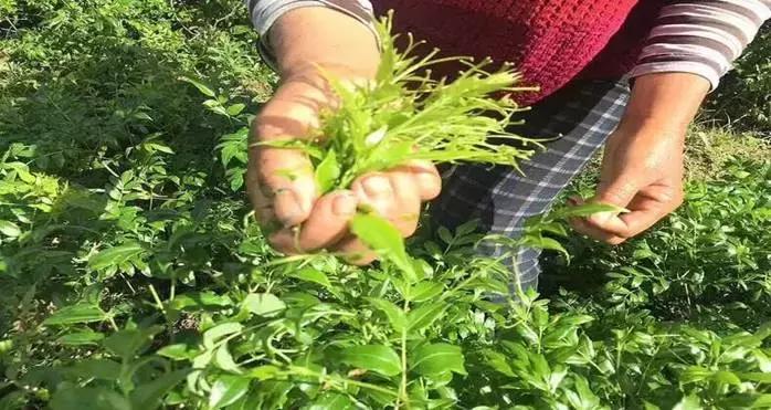 湖南张家界莓茶真的那么好吗,张家界莓茶简单介绍