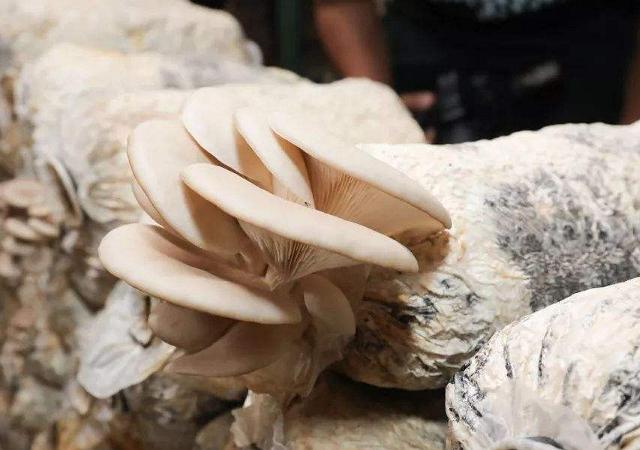 用玉米芯种植蘑菇后期怎样管理,玉米芯种植蘑菇出菇后的管理视频