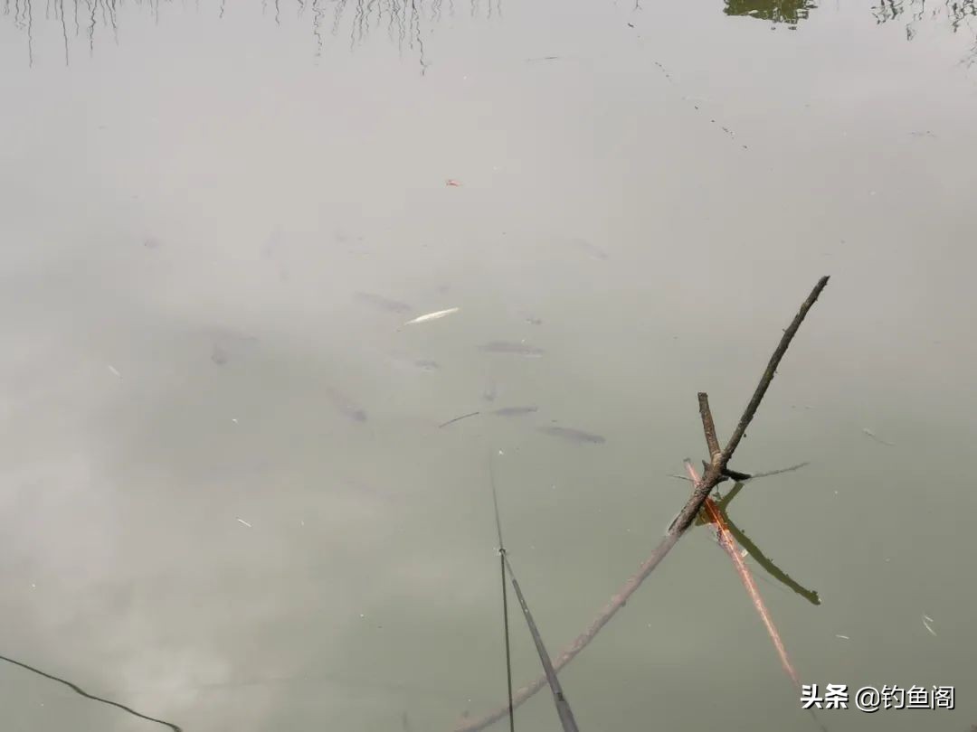 上鱼时正确的提竿方法,硬竿如何提鱼才不会跑鱼