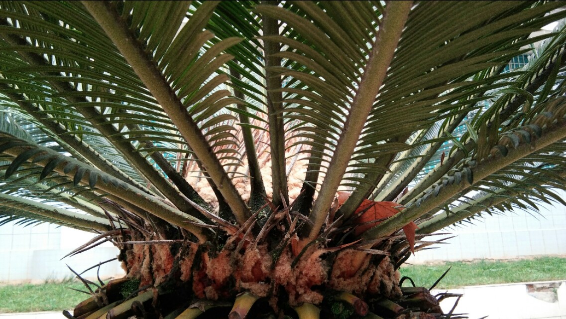 植物小课堂苏铁,苏铁是什么类的植物