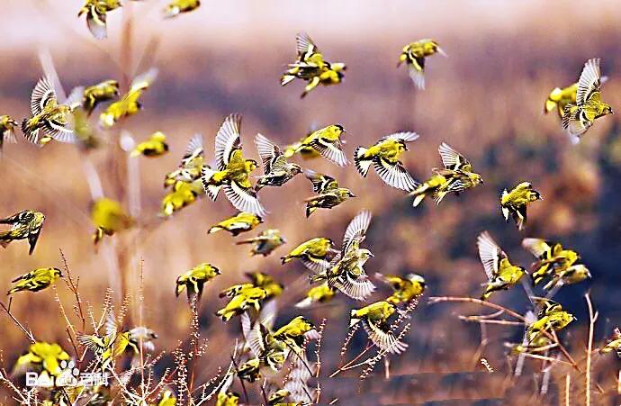 黄雀鸣叫欣赏,黄雀翅膀羽毛