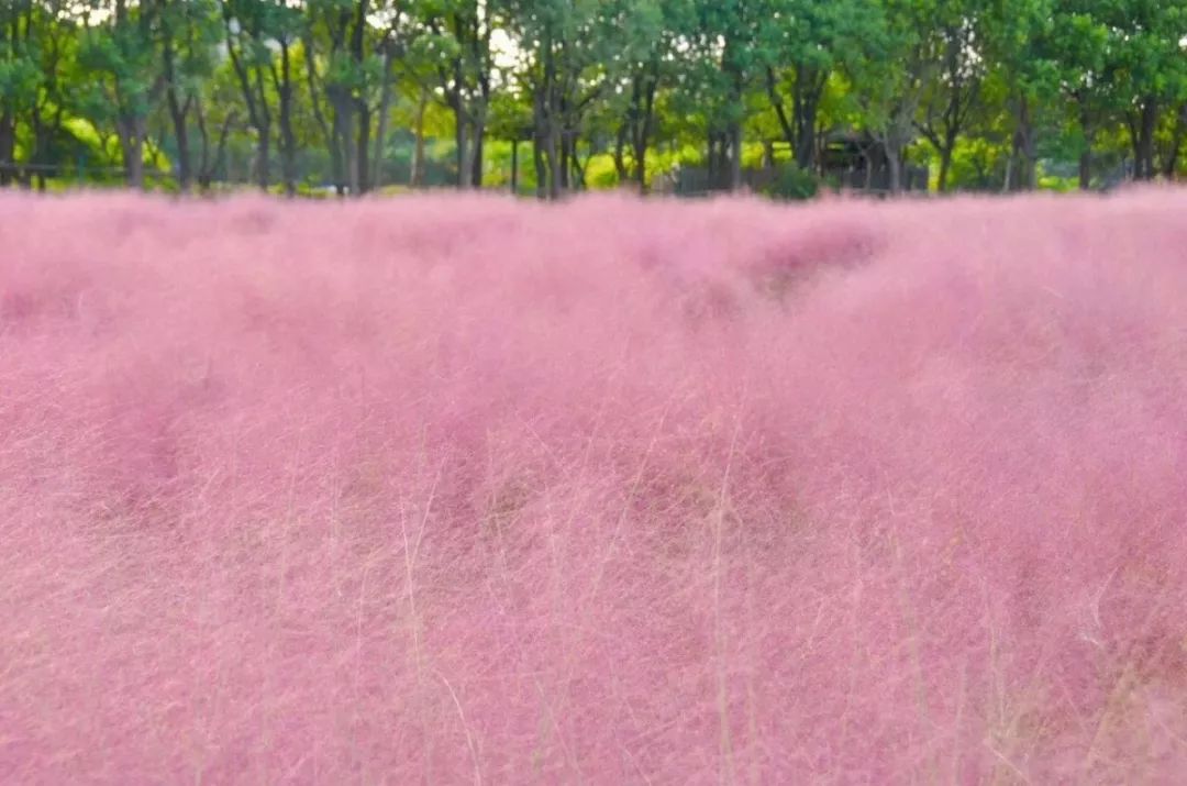 上海国庆小众旅行攻略路线图,上海出发国庆旅游攻略推荐