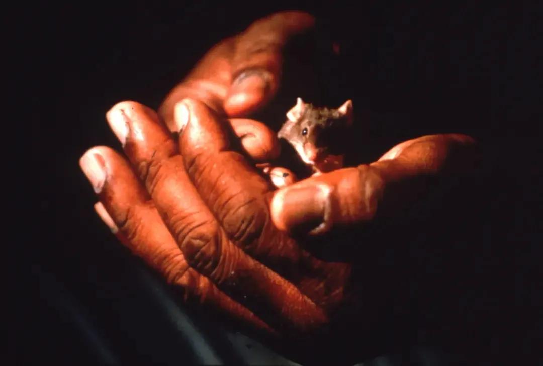 天使曾经来过这个世界,天使来过人间却满怀失望的走了