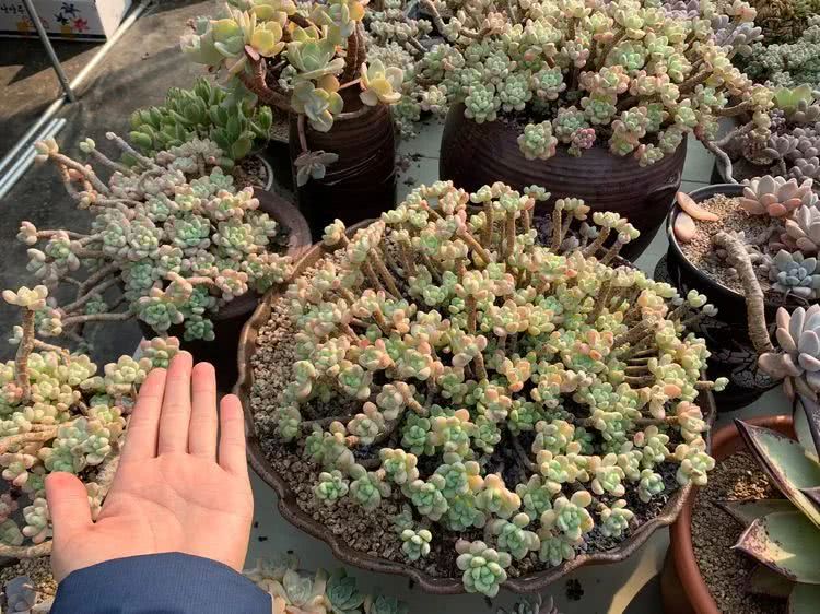 探访韩国肉锥大棚,记一次走访纪录片