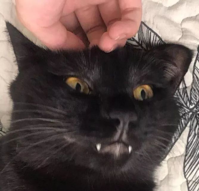 黑猫不吉利是谁说的,黑猫不吉利是真的吗