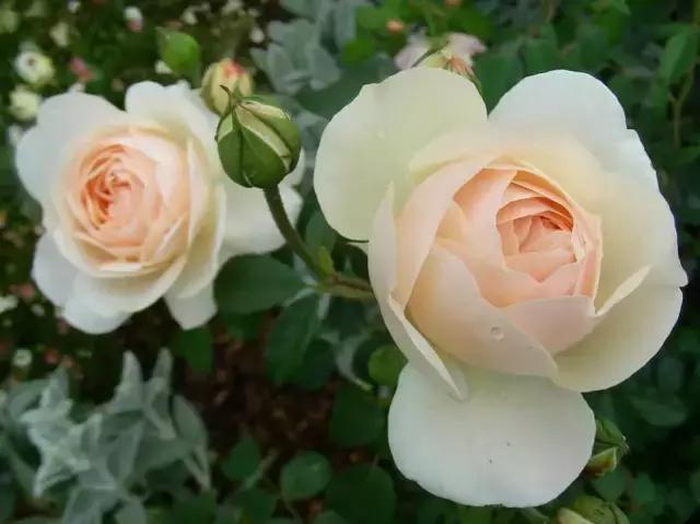 玫瑰大全|说到玫瑰只能想到红玫瑰的,建议你好看看本文!